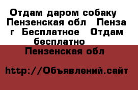 Отдам даром собаку - Пензенская обл., Пенза г. Бесплатное » Отдам бесплатно   . Пензенская обл.